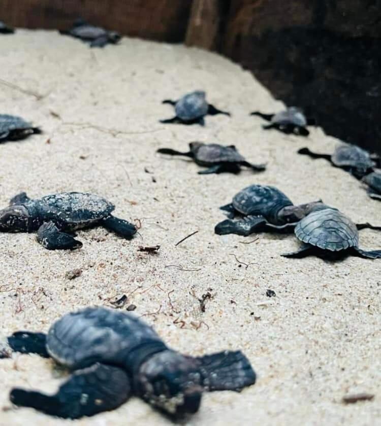 Отель Jk House Turtle Point Диквелла Экстерьер фото
